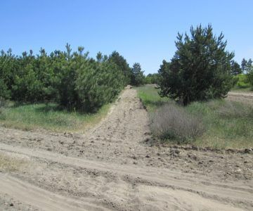 В лесу под Николаевом нашли мертвого сокола