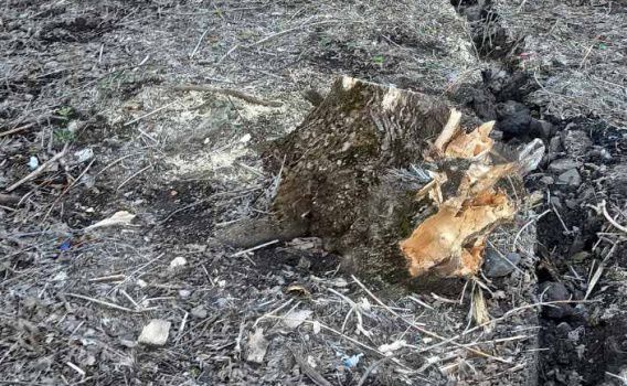 Дерево по цене букета роз: посчитали ущерб после уничтожения 55 кленов в Еланецком районе