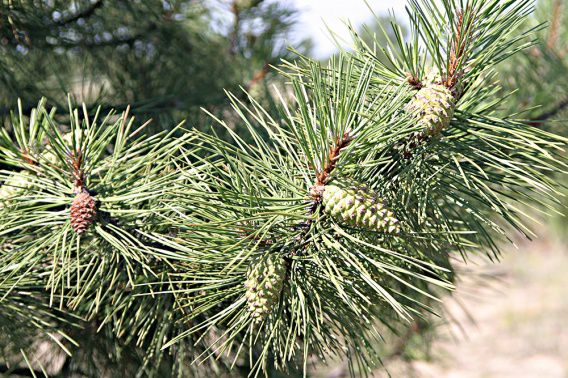 Захват леса в Березнеговатском районе прокуратура оценила почти в 200 тысяч гривен