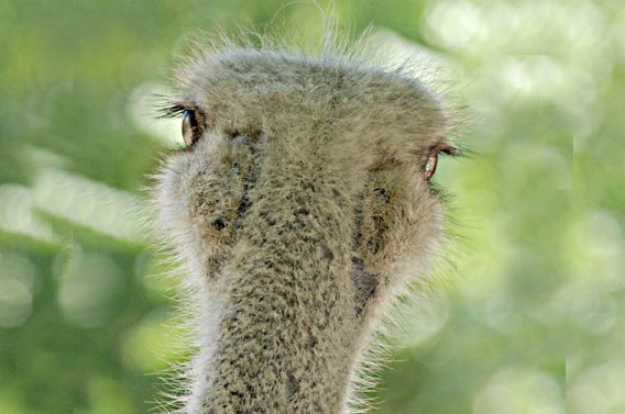 Николаевскому зоопарку исполнилось 120 лет