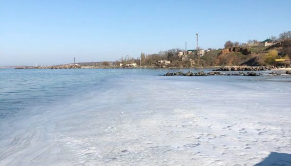 Море у Очакова покрылось бело-зеленой пеной, волны вынесли на берег мертвых птиц
