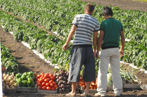 Николаевское управление Гоструда оштрафовало на 3 миллиона фермерское хозяйство за работу школьников на полях