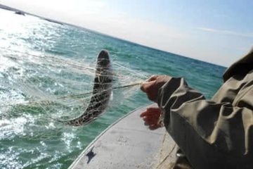 Начальник Черноморского бассейнового управления Госрыбагентства из-за креветок попал под домашний арест