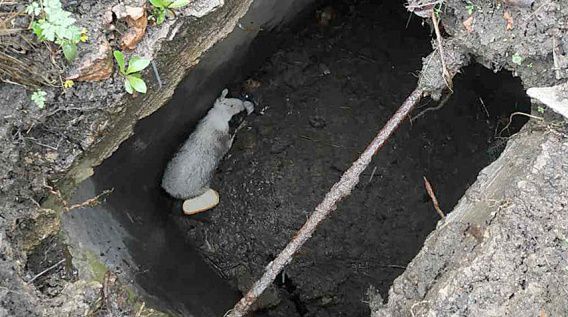 Николаевские спасатели достали щенка, тонувшего в выгребной яме