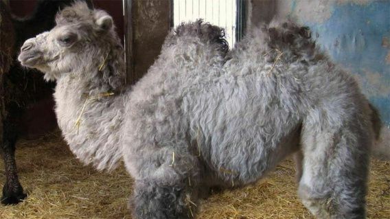 В Николаевском зоопарке родился верблюжонок