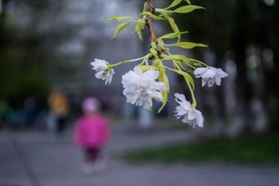 Посадили на минувшей неделе: в Николаеве вандалы позарились на маленькие сакуры