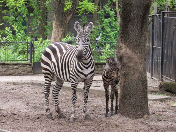 В Николаеве родился зебренок. Фото