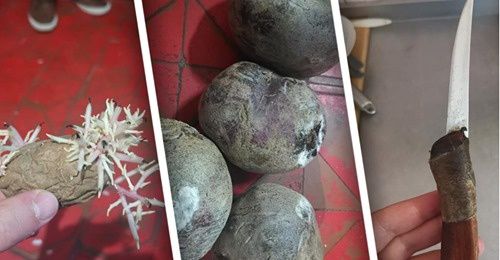 Скандал в Николаеве: КОП опять кормит детей заплесневелыми продуктами