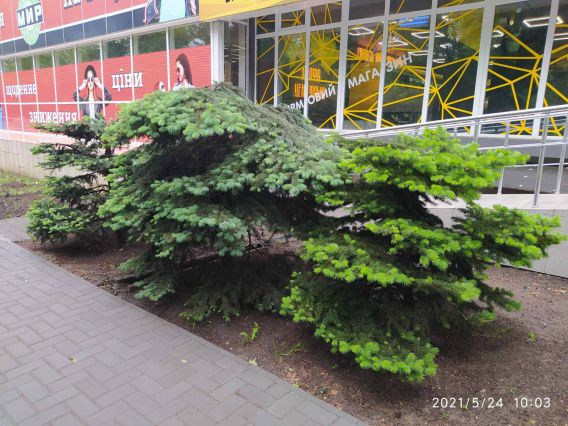 Пивную, подпилившую городские ели у крыльца, привлекли к ответственности