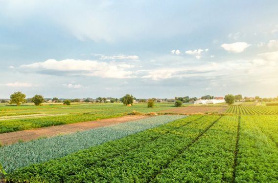 В Николаевской области за 38 тысяч долларов продали право аренды на 40 земельных участков сельхозназначения