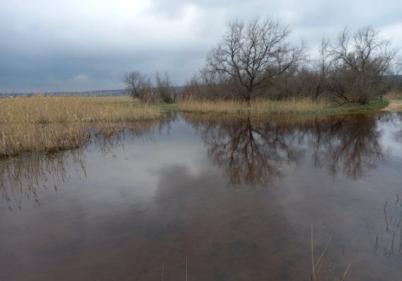 Ожившая река Тилигул дала воду лиману и места для гнездования птиц