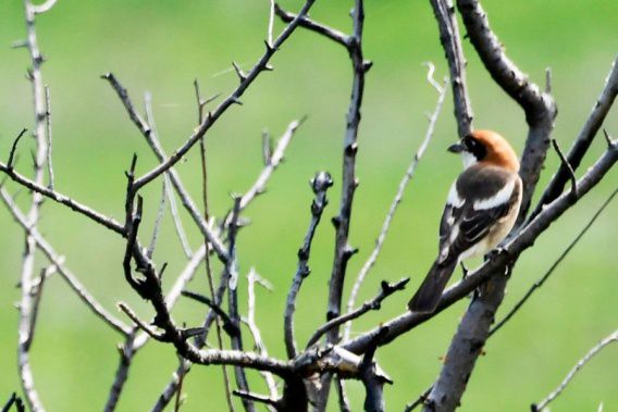 На Тилигуле заметили редкую птицу (фото)
