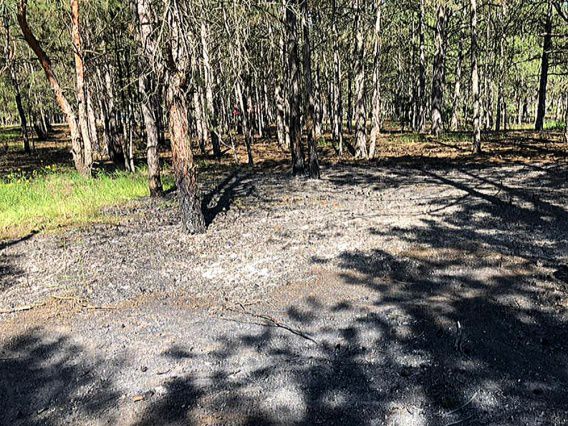 Вчера пресекли попытку поджечь под Николаевом Балабановский лес
