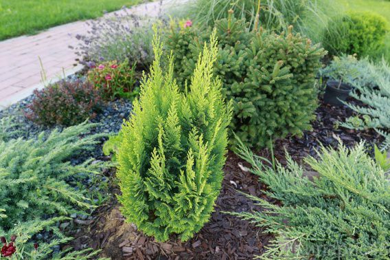 Николаевскую пенсионерку осудили за кражу елки и кипарисовика с городской клумбы