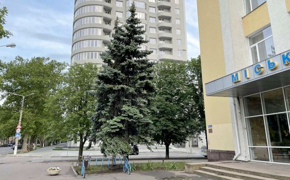 «Поставили на место» голубую ель, упавшую возле Дворца творчества учащихся