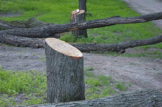 Ради флага-гиганта в сквере Юных героев снесут деревья и кусты