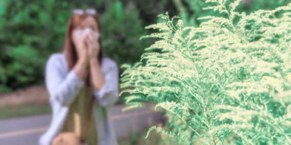 За пять лет в Николаеве аллергиков стало в два раза больше. У детей прирост - 70 процентов в год