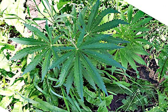 Николаевцы сигнализируют властям о конопле, которая растет на городских клумбах