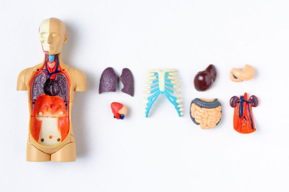 В Болгарии скандал с пересадкой органов: донорами были бедные украинцы