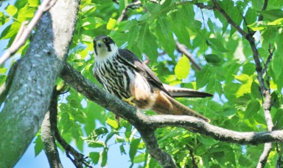 У стен Старофлотских казарм в городе Николаеве поселилась семейка чеглоков