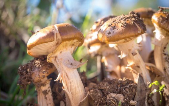 На Николаевщине двое детей попали в больницу после отравления грибами