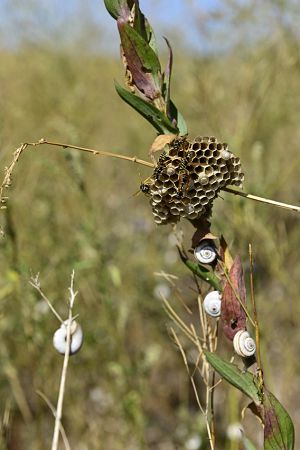На Тилигуле бумажные осы строят дома по технологии, изобретенной миллионы лет до нашей эры