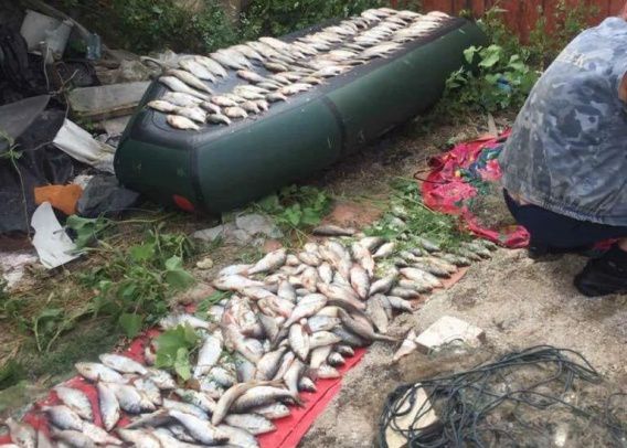 Браконьеры под Николаевом ловят тарань