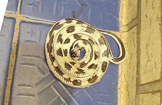 В Первомайске в квартиру на 6-м этаже заползла рептилия