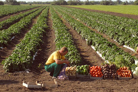 С момента запуска рынка земли в Николаевской области продали 4 га, - Минагрополитики