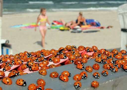 На морских курортах Николаевщины нашествие божьих коровок