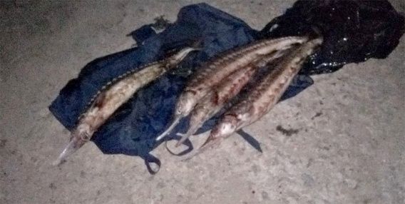 Под Очаковом поймали браконьеров с краснокнижной севрюгой
