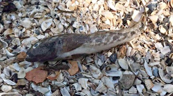 Берег Варваровки усыпан тысячами дохлых бычков