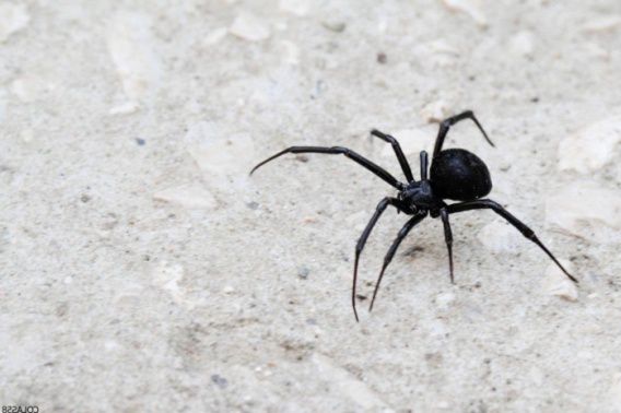 На Николаевщине женщина после укуса каракурта попала в БСМП