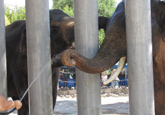 Во Всемирный день слонов Динкар и Шанти устроили водные процедуры в Николаевском зоопарке