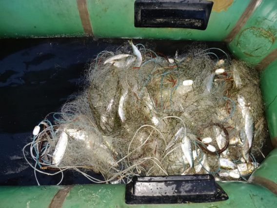 На Днепро-Бугском лимане браконьер ловил сетями пузанков