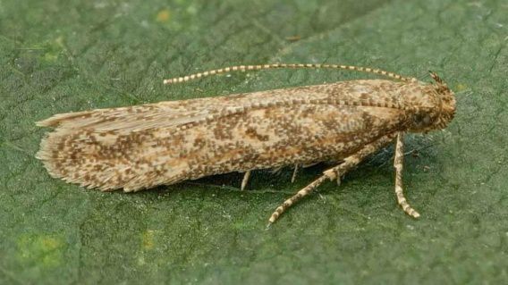 Из-за опасной бабочки и болезней растений на Николаевщине ввели карантин