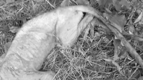 В селе Ракитное в капкан угодила чупакабра. Фото