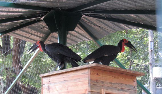 В Николаевском зоопарке рогатые вороны отпраздновали новоселье