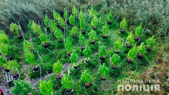 В Николаевской области плавни превратили в наркоплантацию с системой видеонаблюдения