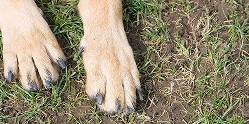 Полиция начала уголовное производство по факту убийства собаки на рынке в Николаеве