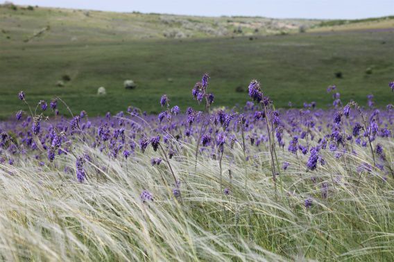 Экстремалы хотели устроить запрещенные ночные гонки на байках и джипах по Тилигулу
