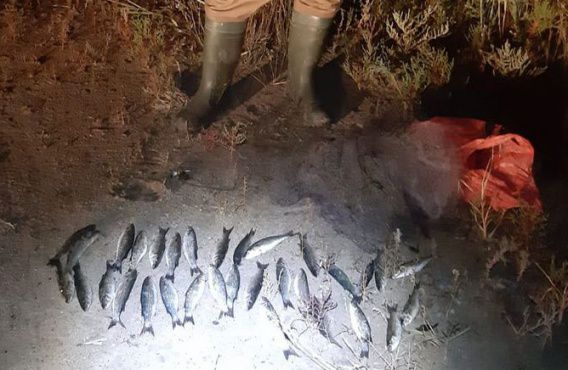 На Тилигуле браконьеры по ночам сетями ловят кефаль