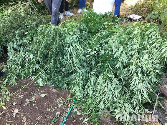 Баштанский крестьянин вырастил рекордный урожай голландской конопли