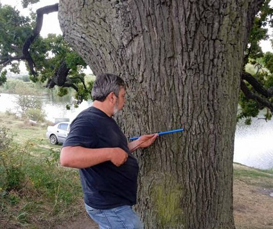 Дубам в долине реки Ингул на Николаевщине почти 130 лет