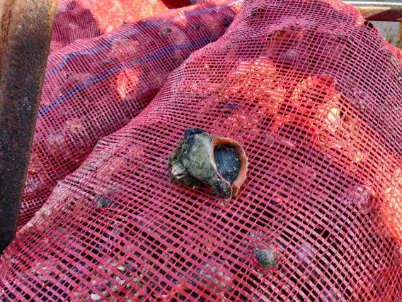 В Николаевской области на Березанском лимане поймали шайку браконьеров, ловившую кефаль