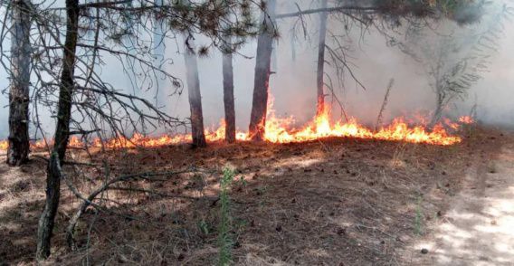 Спасатели предупреждают о чрезвычайной пожарной опасности по Николаевской области