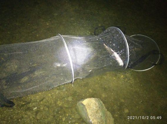 Штрафы за незаконную ловлю карасей, окуней и раков увеличены в сто раз!