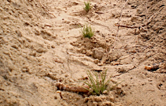 В Харчатовский лес работники СБУ отправились с лопатами