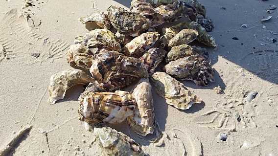 На искусственом рифе Кинбурнской косы прижились мидии