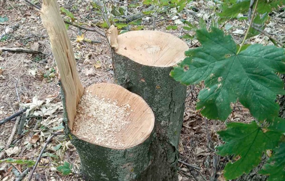 Ущерб от браконьерского спила в лесополосе Первомайского района превысил полмиллиона гривен